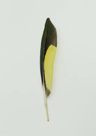 Studies Of Australian Feathers Feather Feather Photography Feather Art