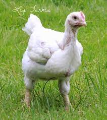 The cornish chicken is a hefty bird with closely knit feathers giving the chicken the appearance of a more slender fellow. Raising Cornish X For Meat The Truth Backyard Chickens Learn How To Raise Chickens