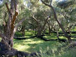 Image result for Olea chimanimani