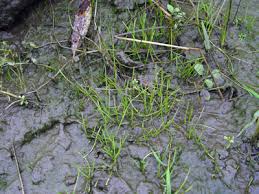 Image result for Limosella