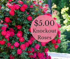 Landscaping with roses home landscaping front yard landscaping double knockout roses front flower beds russian sage lawn and landscape 47 amazing rose garden ideas on this year ~ matchness.com. Facebook