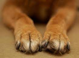 Claws Vs Nails What Do Dogs Have