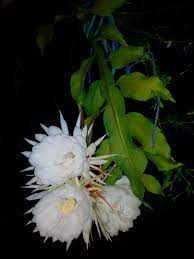 Flower Of Kadupul Home Bunga