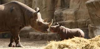 At kruger national park in south africa, for such heavy animals they do run fast. Omo1 E8zfwse5m