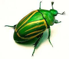Pin By Mareike Scharmer On Iridescent Beetles Beetle Insect Beautiful Bugs Bugs And Insects