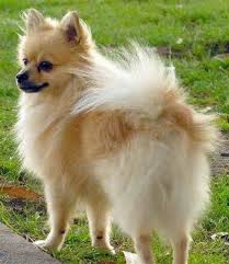Pomeranian Yahoo Image Search Results Kopek Hayvanlar