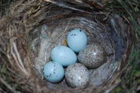 Blue Bird Eggs With Brown Spots House Finch With Eggs Sparrow Eggs Bird Eggs Spring Birds