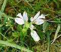 Image result for Polygala dewevrei