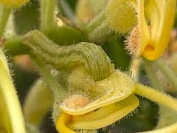 Image result for Berkheya bipinnatifida