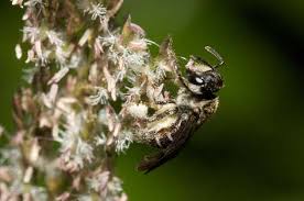 Image result for Wahlenbergia upembensis