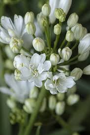 Image result for Agapanthus codii