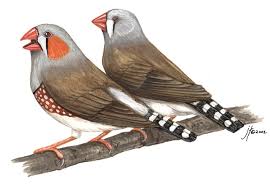 Most common garden birds have an average age of between 2 and 5 years. Adw Taeniopygia Guttata Information