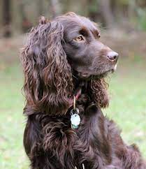 Boykin Spaniel Dog Breed Info Pictures Traits Facts Doggie Designer Boykin Spaniel Puppies Spaniel Breeds Spaniel Dog