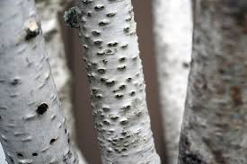 Cultivated varieties of river birch have been selected for shorter heights, different shapes, improved. Birch Trees In The Chicago Area Hendricksen Tree Care