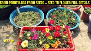 Learn the right way to grow your own and transform your backyard into an english garden. How To Grow Portulaca Or Moss Rose From Seeds Full Information From Seed To Flower Youtube