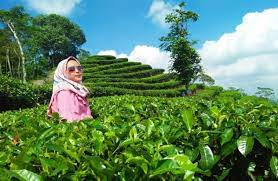Pagerharjo, samigaluh, kabupaten kulon progo, daerah istimewa yogyakarta. Lokasi Tiket Masuk Kebun Teh Nglinggo Tempat Hunting Foto Instagramable Di Kulonprogo