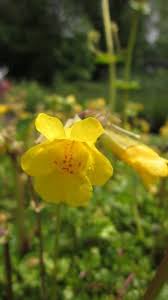 Image result for Mimulus
