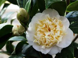 Camellia Japonica Jury S Yellow Flora Garden Yellow Flowers Flowers