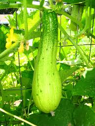 Muskmelon, cantaloupe and casaba melons will cross since they are both in the genus cucumis and in the same species melo. Can Cucumbers Cross Pollinate With Zucchini