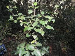 Image result for Strychnos henningsii