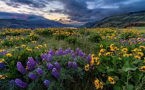 Yellow wild flowers in oregon. Hd Wallpaper Spring Landscape Yellow And Blue Wild Flowers North America Columbia River Oregon Wallpaper For Desktop 1920 1200 Wallpaper Flare