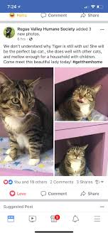 Burlington county freeholder deputy director bruce garganio today announced a special home for the holidays promotion that will offer free pet adoptions to approved adopters through the month of december at the burlington county animal shelter. If You Live Near Medford Oregon Please Adopt Tiger She S Been At The Shelter For Far Too Long She S The Perfect Cat Oregon