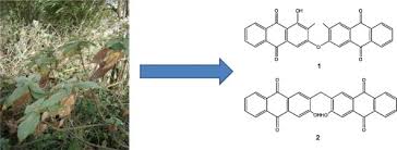 Image result for Pentas bussei