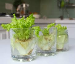 From planting to harvest, this comprehensive. How To Grow Lettuce From Scraps Step By Step