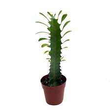 Image result for Euphorbia tholicola