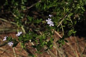 Image result for Freylinia