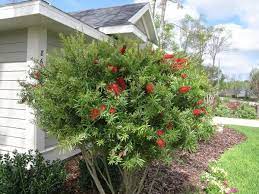 Entropic Landscapes Bottlebrush Landscaping Plants Plants Bottle Brush Trees