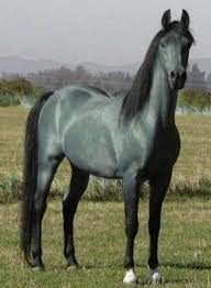 Looks Kinda Blue Green In Color Weird But Still Very Pretty Rare Horses Unusual Horse Horses