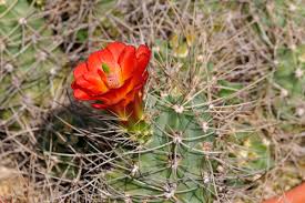 Lone star on capitol hill (2016). California Archive Echinocereus Online