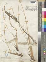 Image result for Eragrostis heteromera