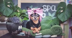 5 Best Dog Grooming Services In Canberra Top Dog Grooming Services Pet Care Cute Animals Dog Grooming