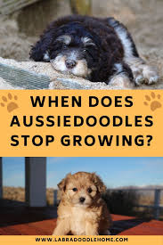 The aussiedoodle, aussiepoo, australian shepherd doodle, or australian shepherd poodle mix, is a loving and affectionate dog with a funny personality. When Do Aussiedoodles Stop Growing What You Should Know
