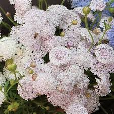 Image result for Tinnea coerulea