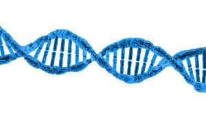 images?q=tbn:ANd9GcQWDM17l_OpBUj8n1Tzuhma0bLOpfxxXqlWaiXcWtv_uO7s9iJ3Mg Eski Çağ İnsanlarının  Fosilleri Yoksa Çamur DNA’sı Var