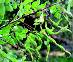 Image result for Blepharis maderaspatensis