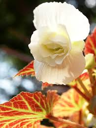 Image result for Begonia gentilii