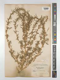 Image result for Amaranthus graecizans