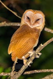 Tyto is a genus of birds consisting of true barn owls, grass owls and masked owls that collectively make up all the species within the subfamily tytoninae of the barn owl family, tytonidae. Fressfeinde Tyto Soumagnei Im Montagne D Ambre Madcham De