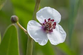 Image result for Alismataceae