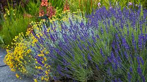 How To Prune Lavender Garden Gate