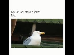Knock knock jokes are the pinnacle of practical jokes, and can be played on friends, family, and even your crush! How I React To My Crush Funny Seagull Crush Meme Fail Youtube