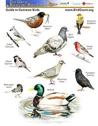 Packed with lots of great bird study information. The Great Backyard Bird Count The Educators Spin On It