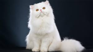 Kucing anggora asli merupakan ras kucing yang tertua dan berasal dari turki tepatnya di kota angora (sekarang snkara) sehingga disebut kucing anggora. Daftar Harga Kucing Anggora Semua Jenis Terbaru 2021