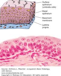 epithelial tissue junqueiras basic histology 14e