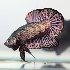 Super Copper Halfmoon Plakat Betta Aquarium Betta Fish Betta