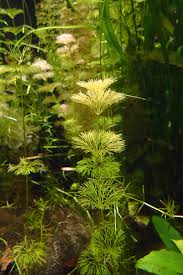 Image result for Limnophila indica